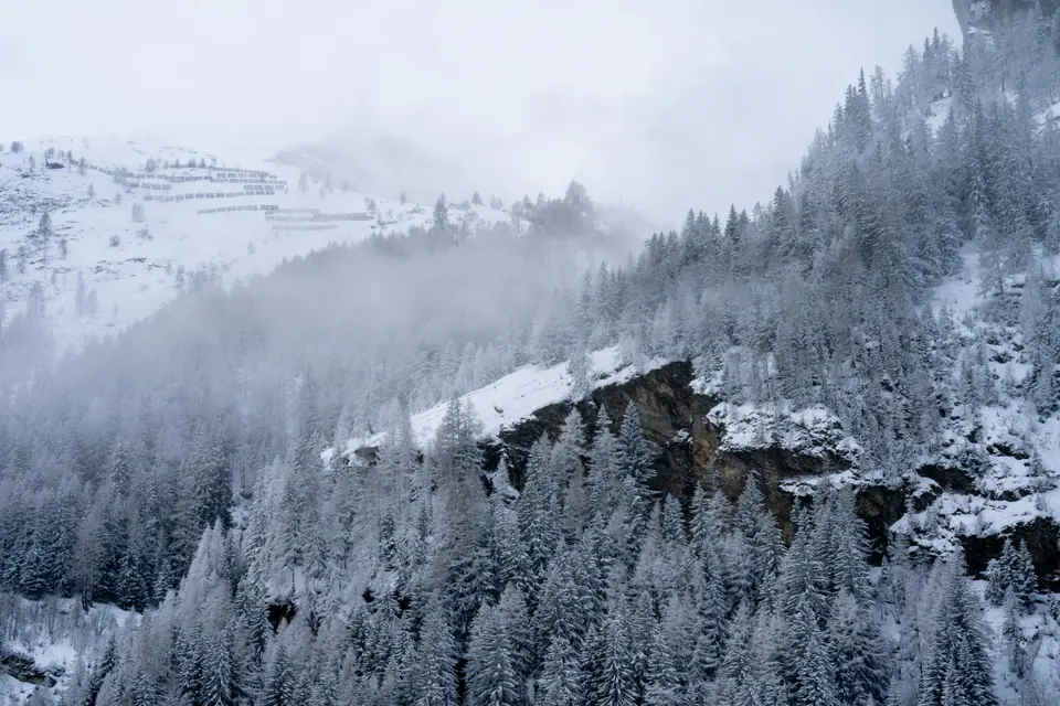 Snow-covered larch and spruce forest in mist on an alpine slope