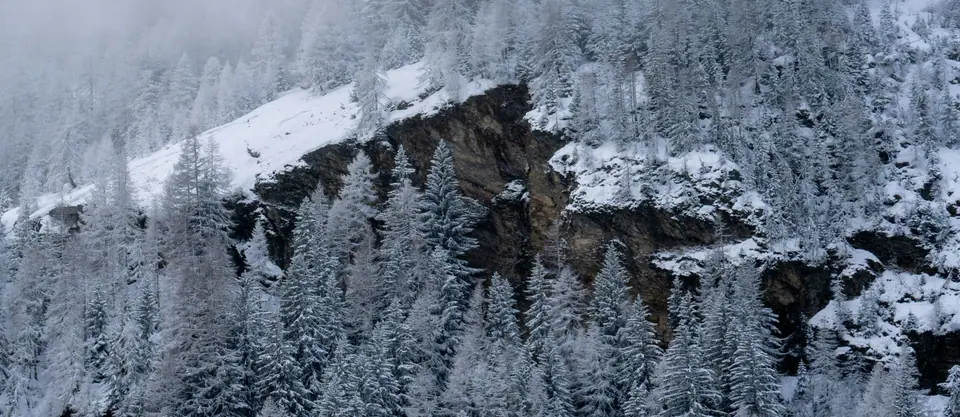 Rock face and frosted larch trees on a winter mountain side